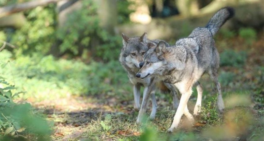 Вълци нападат кучета и добитък в Северна Гърция