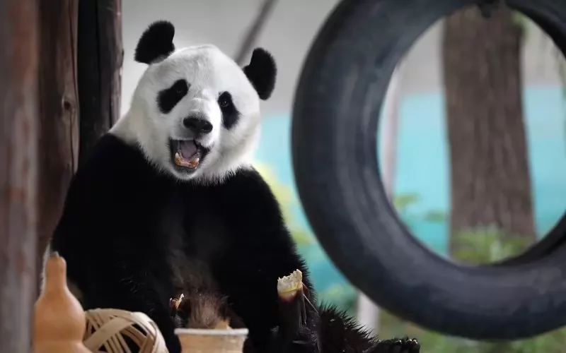 Всички панди от американски зоопаркове ще се върнат в Китай.