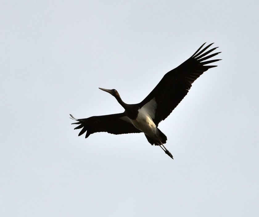 Двойка черни щъркели, които все още не са мигрирали в