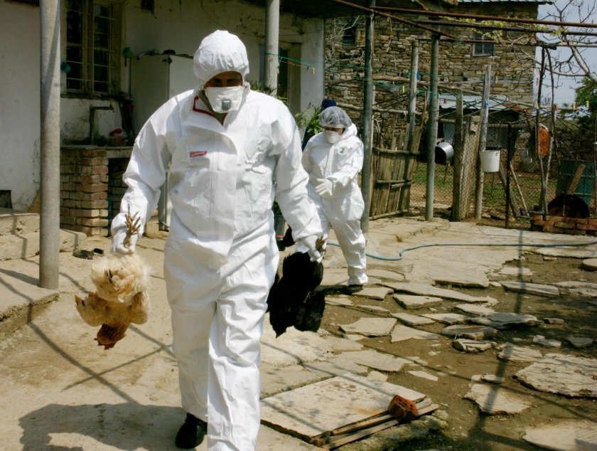 Заради птичия грип: Умъртвяват повече от 170 000 кокошки в Пазарджишко
