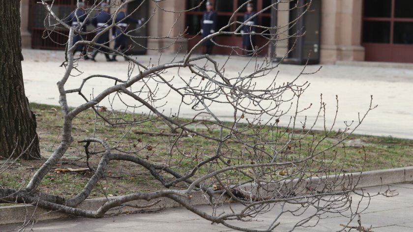 Силният вятър изкорени дървета в София