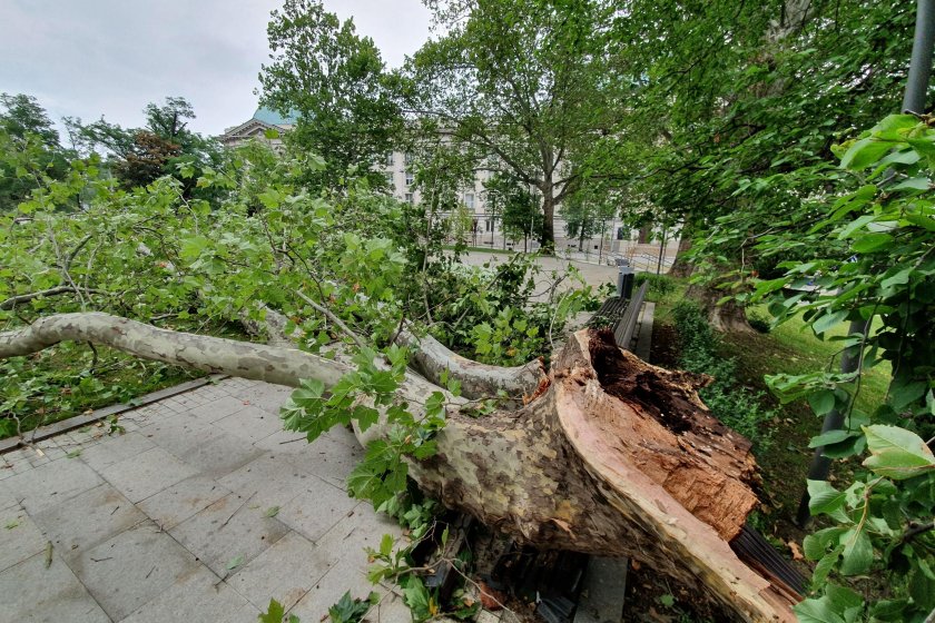 Двама души загинаха днес в Киев при падане на дървета,