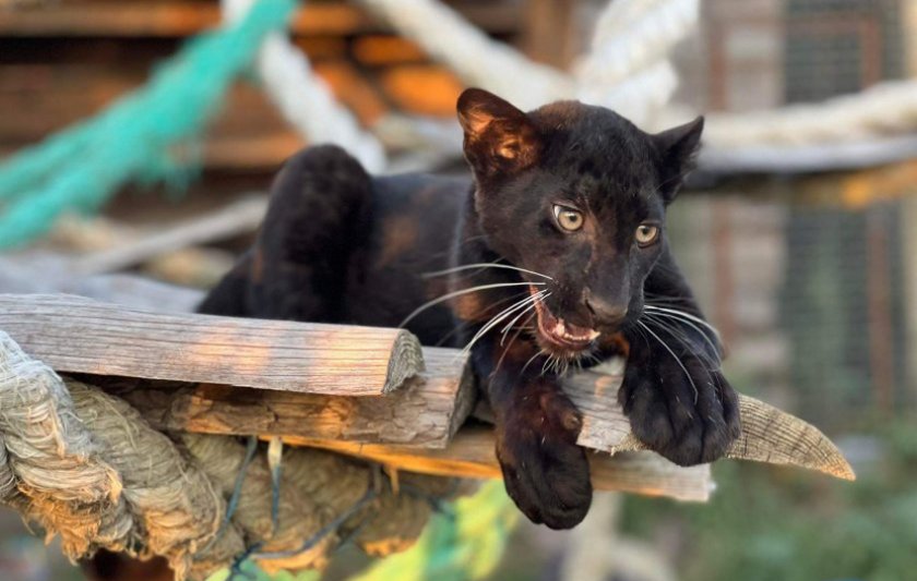 Черна пантера е най-новият обитател на зоопарка в Бургас. Това