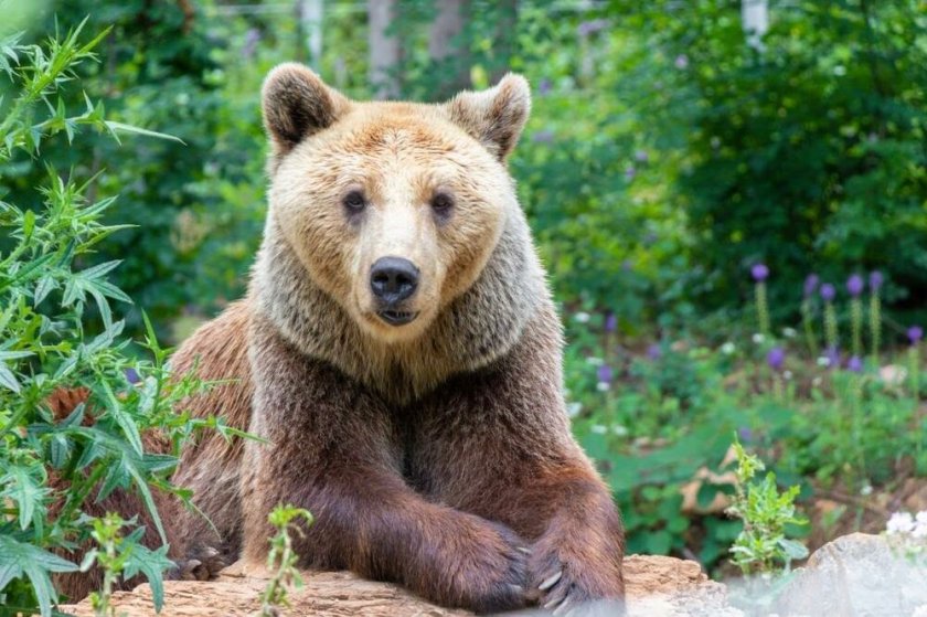 Една от деветте мечки в старозагорския зоопарк заспа зимен сън.