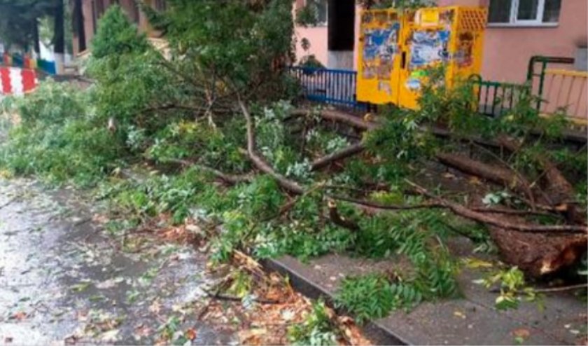 Бедствие в Шумен, бурята повали дървета (ВИДЕО)