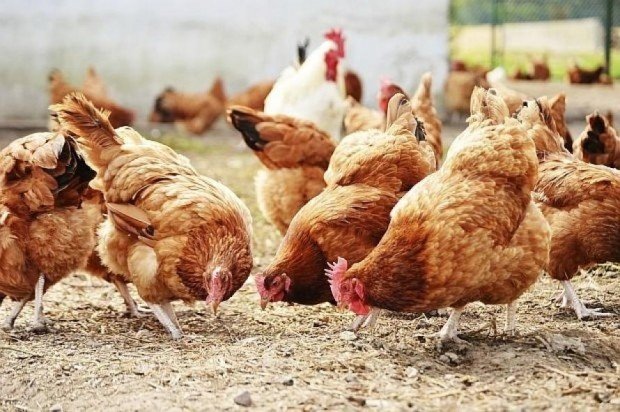 БАБХ обяви огнище на птичи грип в добричко село