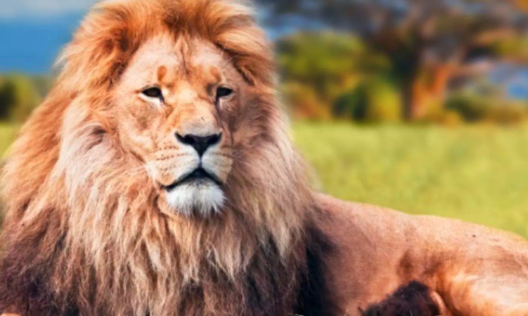 Лъв, избягал от местен цирк в близост до италианската столица