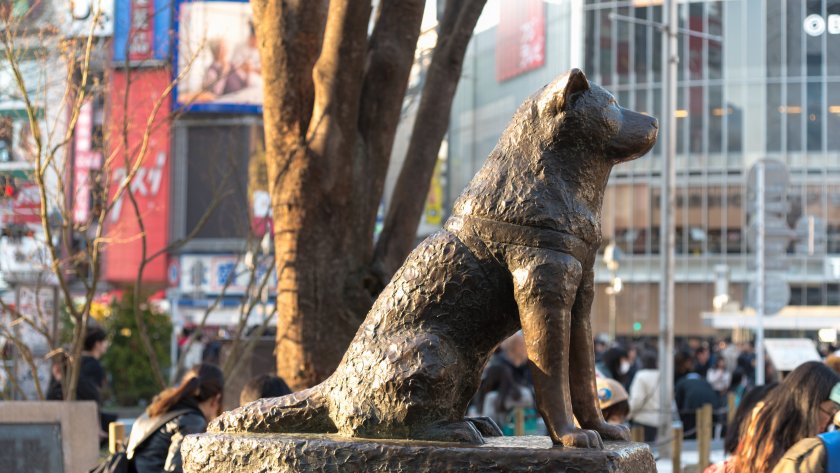 Токио ще отпразнува 100-годишнината на Хачико, кучето символ на вярност,