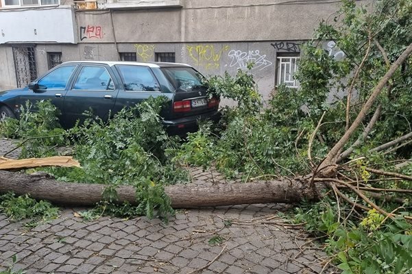 19 паднали дървета от вятъра в Пловдив