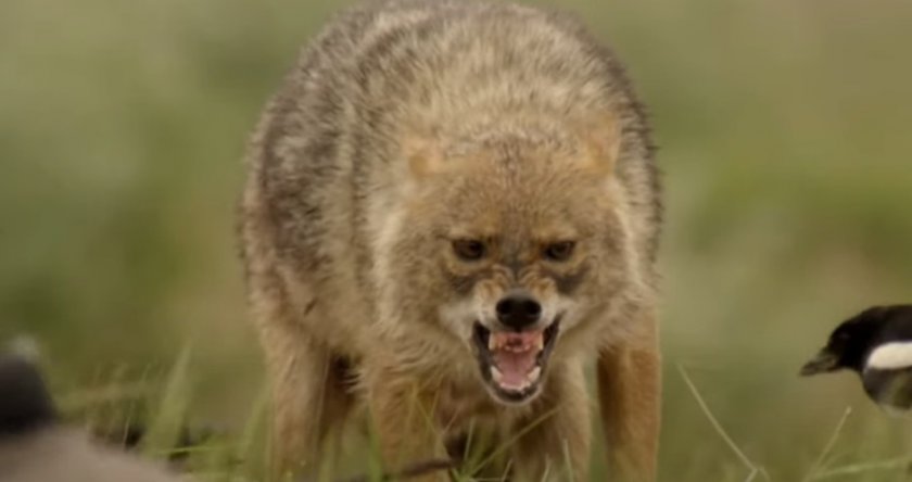 Лисиците са бесни, държавата моли ловците за помощ