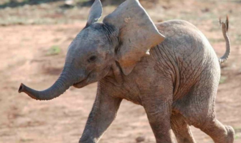 В Кения се родиха слончета близнаци