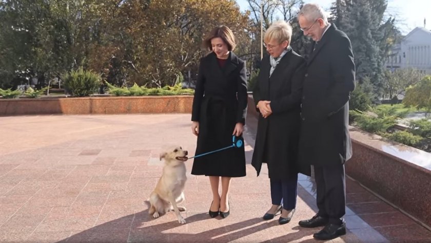 ВОЙНА?!? Кучето на молдовския президент нахапа австрийския