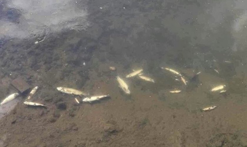 Мъртва риба вдигна накрак РИОСВ–Смолян, Басейнова дирекция и ИАОС