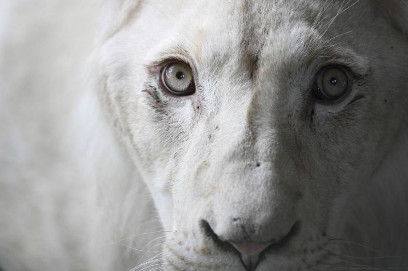 Три бели лъвчета се родиха във Венецуела