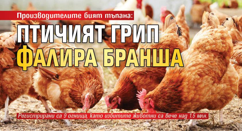 Производителите бият тъпана: Птичият грип фалира бранша 