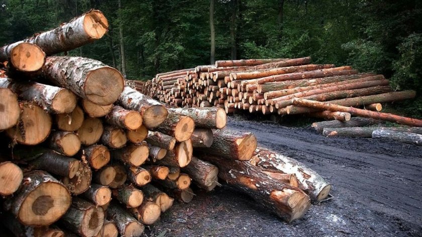 1/4 от дърводобива в България е незаконен