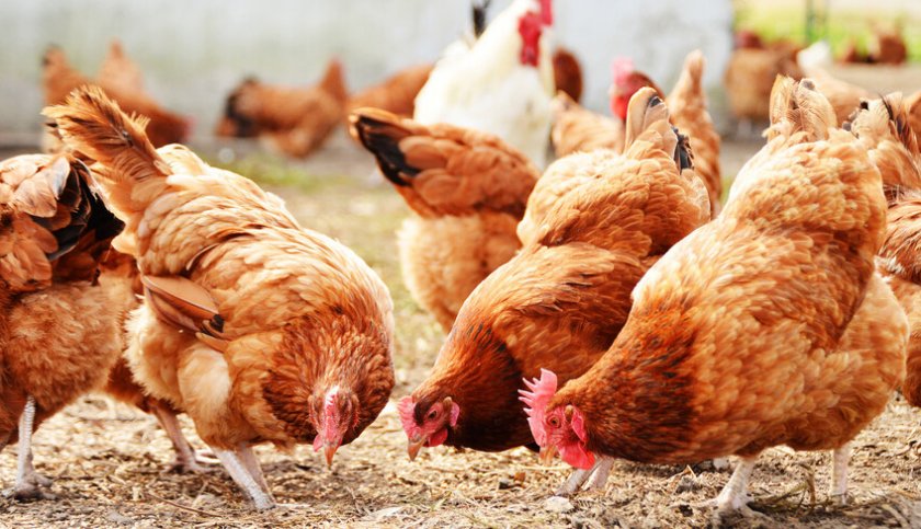 Птичият грип може да доведе до фалит на целия бранш