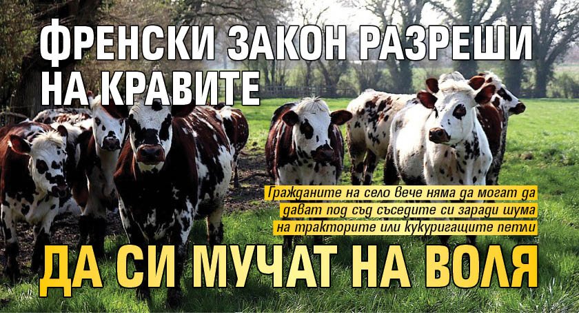 Френски закон разреши на кравите да си мучат на воля 