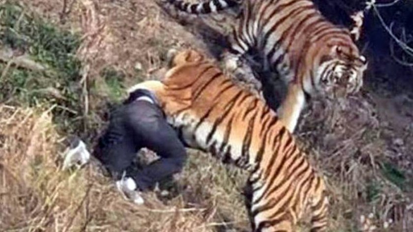 Тигри разкъсаха човек в зоологическа градина в Пакистан