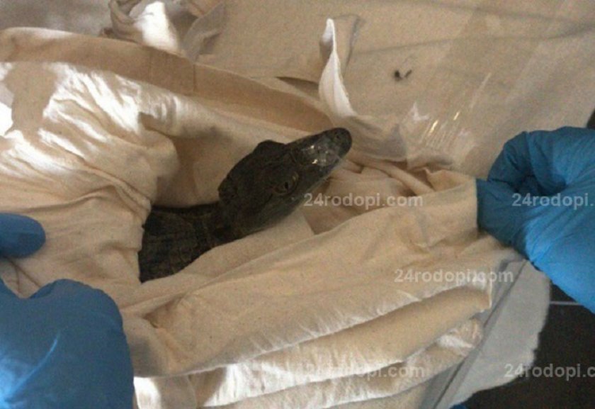 Нашенец спипан с крокодил и питон на ГКПП „Капъкуле”
