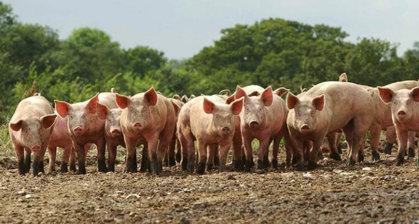 Собственик на свинекомплекс съди Агенцията по безопасност на храните