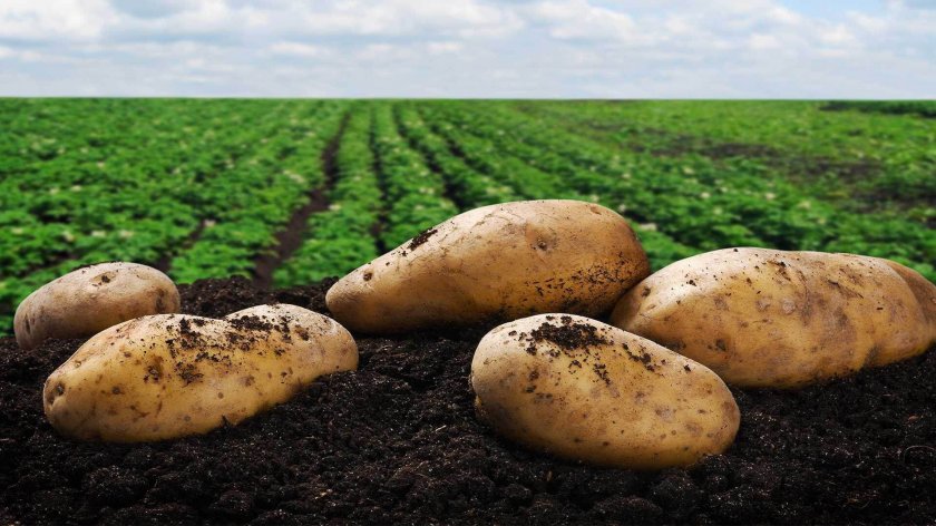 ООН реши: Отбелязваме Международния ден на картофите ежегодно на 30 май
