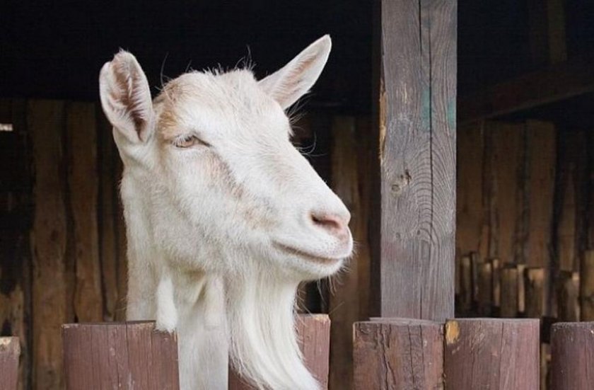Сигнал за умъртвена коза в землището на кюстендилско село