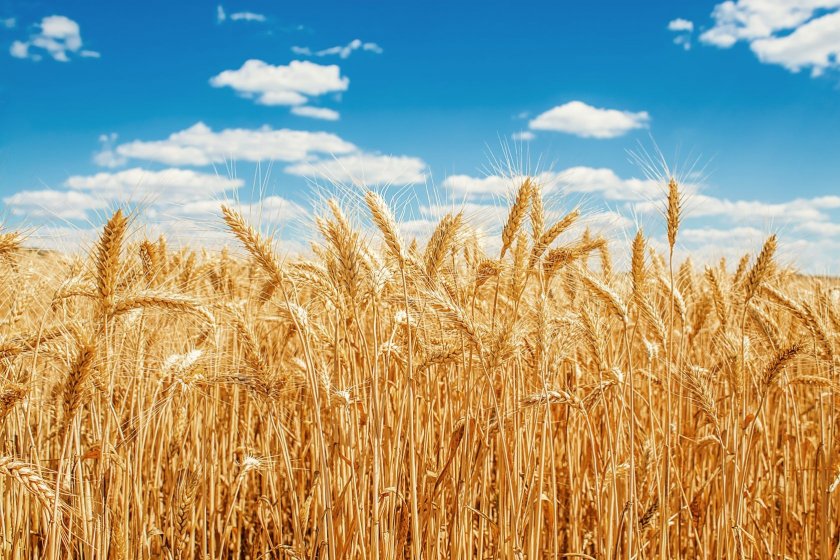 Над 6,5 милиона тона е произведената пшеница тази година