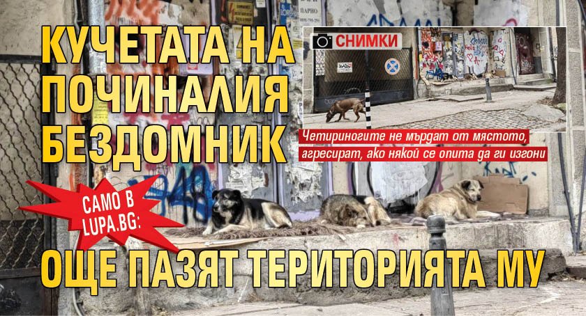 Само в Lupa.bg: Кучетата на починалия бездомник още пазят територията му (СНИМКИ)