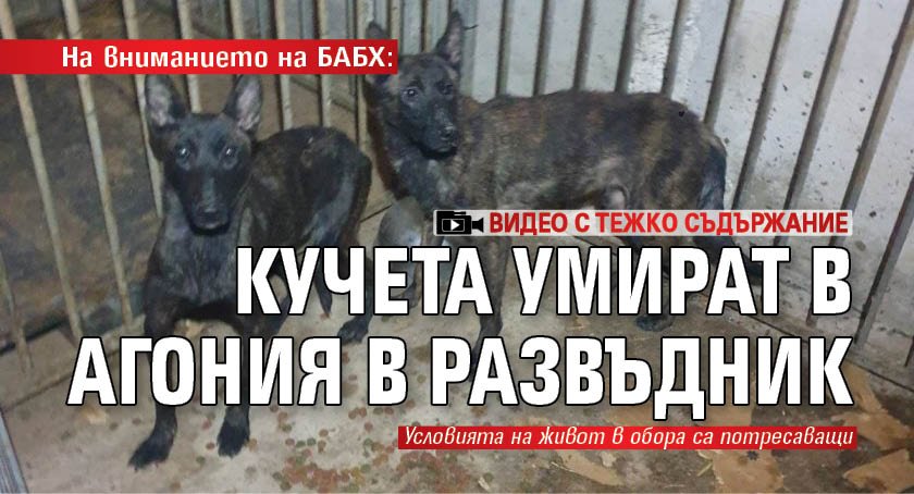 На вниманието на БАБХ: Кучета умират в агония в развъдник (Видео с тежко съдържание)