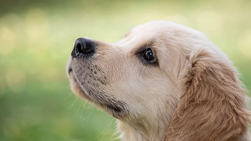 Сигнал за обесено куче е получен в Районното управление в