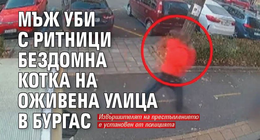 Мъж уби с ритници бездомна котка на оживена улица в Бургас