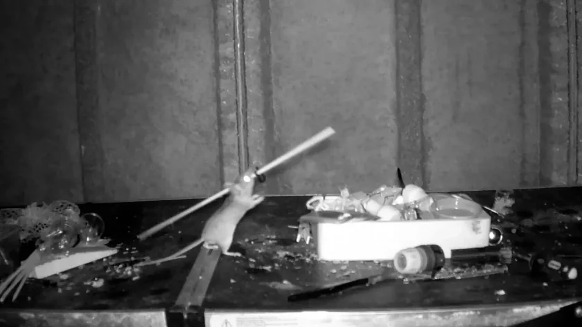 Мишка беше заснета как тайно почти всяка вечер подрежда работната