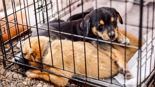 Най-накрая: Спират консумацията и продажбата на кучешко месо в Южна Корея