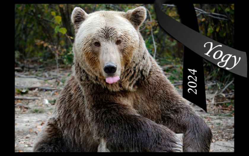 Почина Йоги - втората най-стара кафява мечка в света