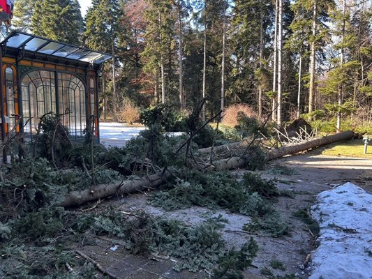 Огромни борове паднаха до сградата на двореца "Врана"