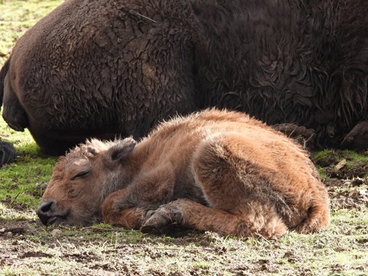 МИЛИЧКОТО! Бизонче се роди в зоопарка в София