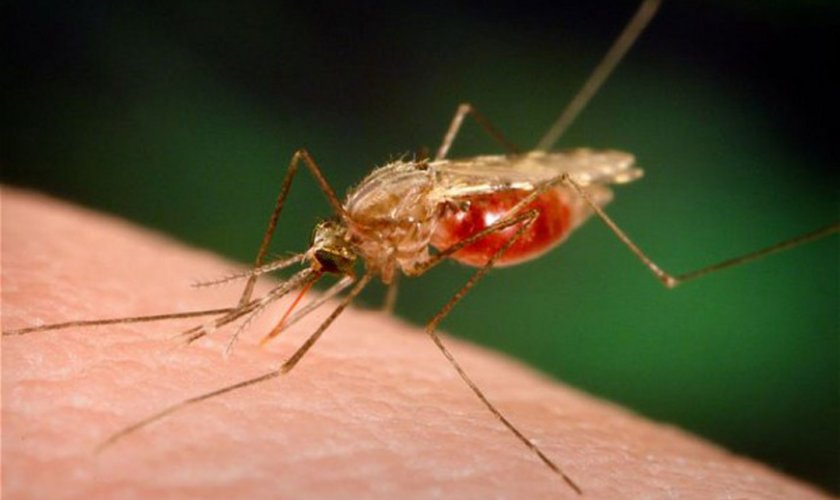 Двама умряха от малария в Румъния, донесли си я от Занзибар
