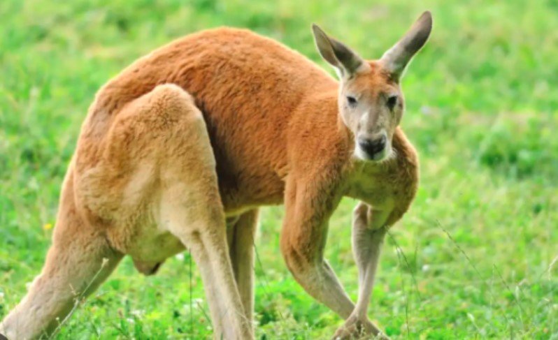 Домашно кенгуро избяга от собствениците си