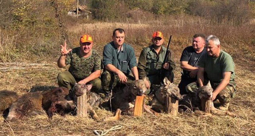 Ловци гръмнаха четири вълка в Търновско