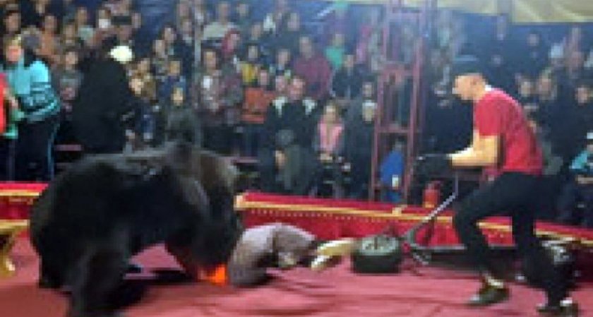 Циркова мечка нападна дресьор пред погледа на десетки зрители