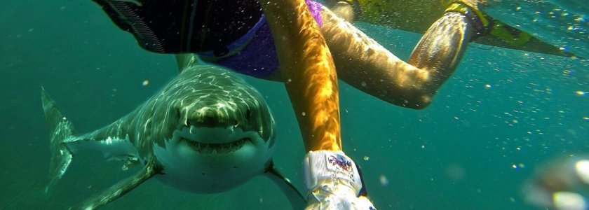 Акула отхапа двете ръце на туристка