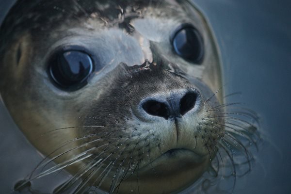 Женска от вида сив тюлен, открита в безпомощно състояние и