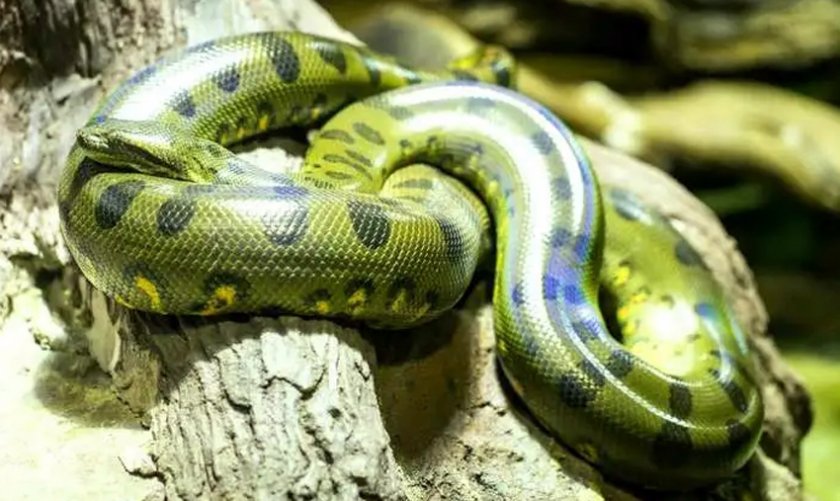 Най-голямата змия в света е открита наскоро в тропическите гори
