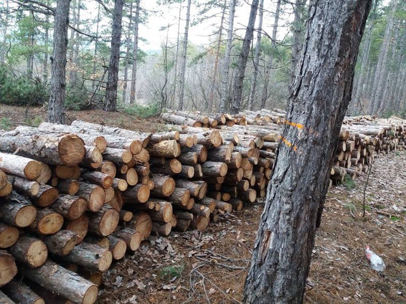 Четирима мъже, които режели без позволение дърва в гора в