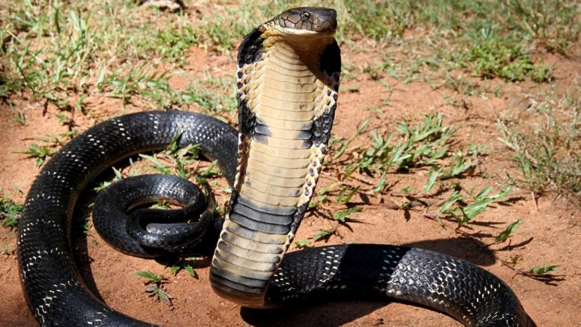 Откриха мощна противоотрова срещу много видове змии