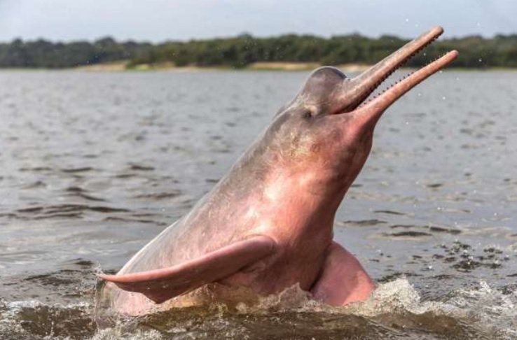Снимка: Непознати животни плуват в Амазонка