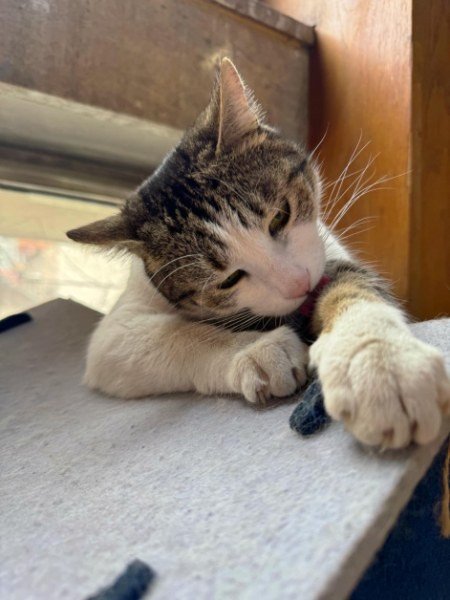 Котакът Гого остава в библиотеката