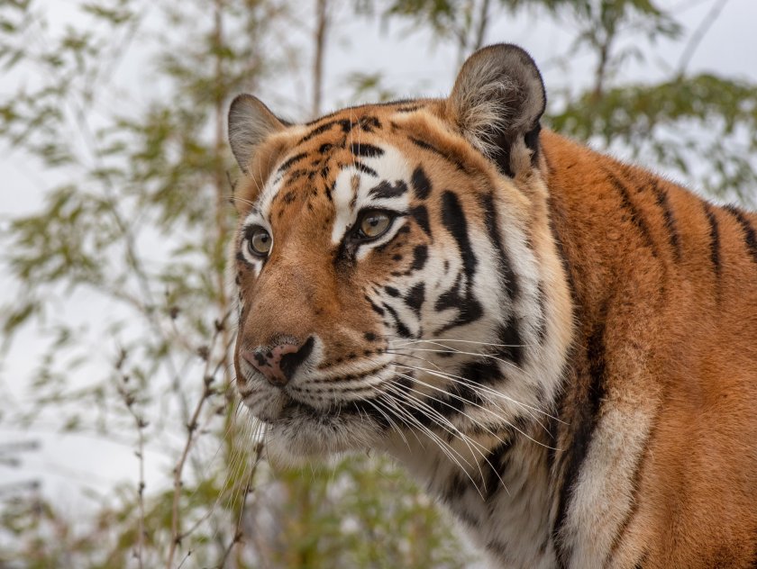 Тази седмица, на 19-годишна възраст почина сибирската тигрица Шели, която