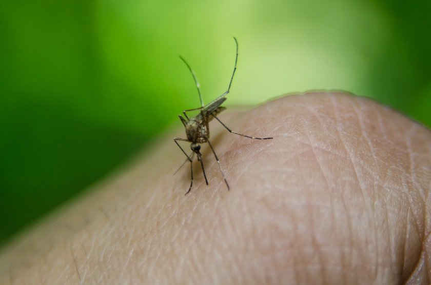 Рязък скок на случаите на денга в Пуерто Рико